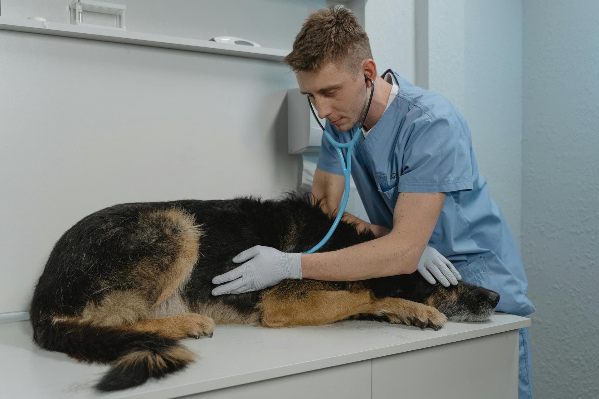 Vet Prices in Jackson